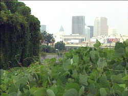 Kudzu Attacks Atlanta