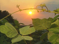 Sunset Over Kudzu